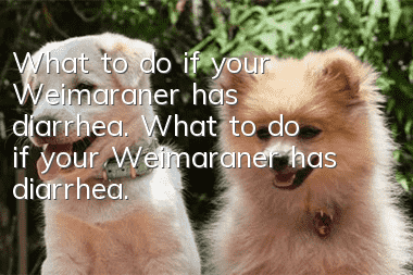 What to do if your Weimaraner has diarrhea. What to do if your Weimaraner has diarrhea.