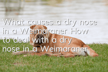 What causes a dry nose in a Weimaraner? How to deal with a dry nose in a Weimaraner?