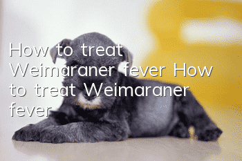 How to treat Weimaraner fever How to treat Weimaraner fever