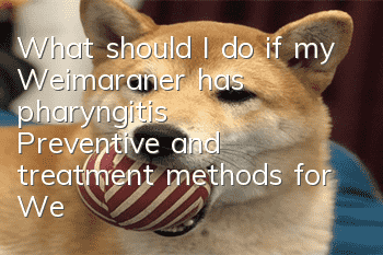 What should I do if my Weimaraner has pharyngitis? Preventive and treatment methods for Weimaraner pharyngitis