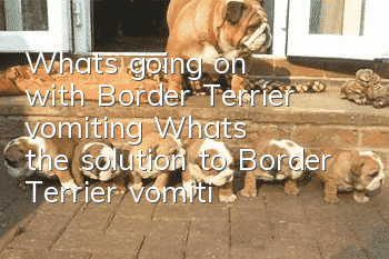 What's going on with Border Terrier vomiting? What's the solution to Border Terrier vomiting?