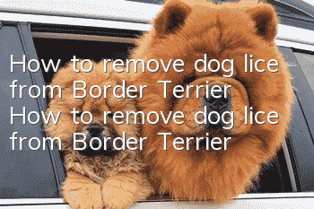How to remove dog lice from Border Terrier How to remove dog lice from Border Terrier