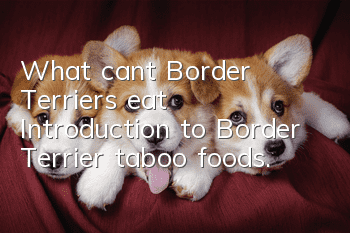 What can’t Border Terriers eat? Introduction to Border Terrier taboo foods.