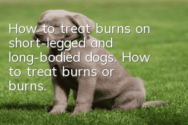 How to treat burns on short-legged and long-bodied dogs. How to treat burns or burns.