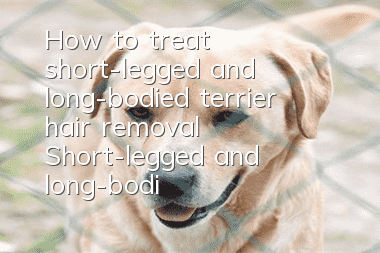 How to treat short-legged and long-bodied terrier hair removal? Short-legged and long-bodied terrier hair removal treatment method