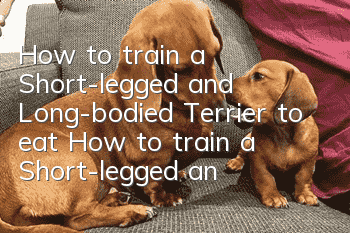 How to train a Short-legged and Long-bodied Terrier to eat? How to train a Short-legged and Long-bodied Terrier to eat etiquette