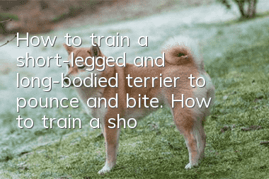 How to train a short-legged and long-bodied terrier to pounce and bite. How to train a short-legged and long-bodied terrier to pounce and bite?