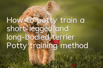 How to potty train a short-legged and long-bodied terrier? Potty training method