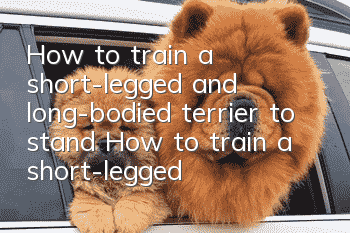 How to train a short-legged and long-bodied terrier to stand? How to train a short-legged and long-bodied terrier to stand?
