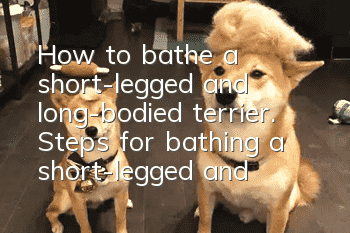 How to bathe a short-legged and long-bodied terrier. Steps for bathing a short-legged and long-bodied terrier.
