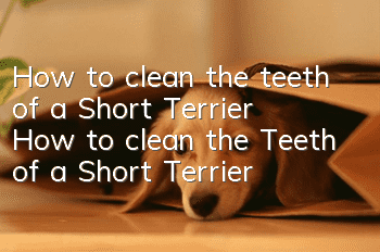 How to clean the teeth of a Short Terrier? How to clean the Teeth of a Short Terrier?