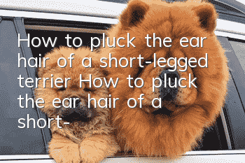 How to pluck the ear hair of a short-legged terrier? How to pluck the ear hair of a short-legged terrier?