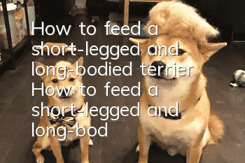 How to feed a short-legged and long-bodied terrier How to feed a short-legged and long-bodied terrier