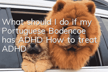 What should I do if my Portuguese Bodencoe has ADHD? How to treat ADHD?