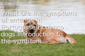 What are the symptoms of enteritis in Portuguese Bodenco dogs? Introduction to the symptoms of enteritis