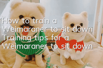 How to train a Weimaraner to sit down Training tips for a Weimaraner to sit down