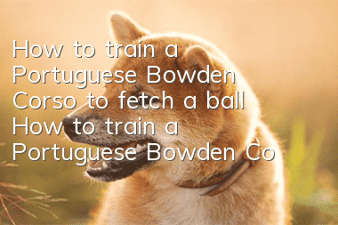 How to train a Portuguese Bowden Corso to fetch a ball How to train a Portuguese Bowden Corso to fetch a ball