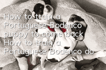 How to train a Portuguese Bodenco puppy to come back? How to train a Portuguese Bodenco dog to be obedient?