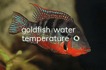 goldfish water temperature