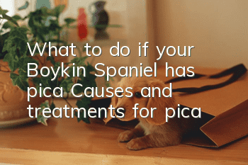 What to do if your Boykin Spaniel has pica? Causes and treatments for pica