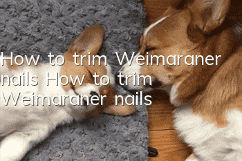 How to trim Weimaraner nails How to trim Weimaraner nails