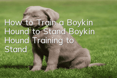 How to Train a Boykin Hound to Stand Boykin Hound Training to Stand