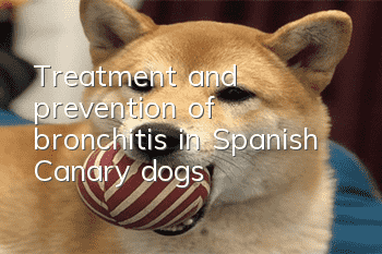 Treatment and prevention of bronchitis in Spanish Canary dogs