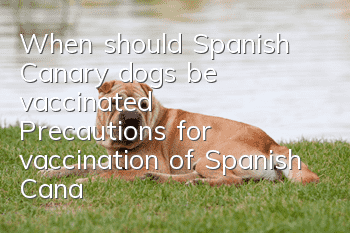 When should Spanish Canary dogs be vaccinated? Precautions for vaccination of Spanish Canary dogs