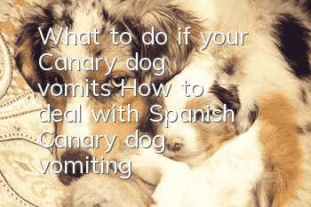 What to do if your Canary dog vomits? How to deal with Spanish Canary dog vomiting?
