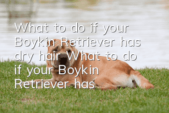 What to do if your Boykin Retriever has dry hair? What to do if your Boykin Retriever has dry hair?