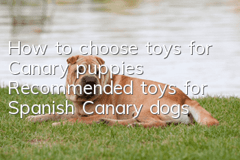 How to choose toys for Canary puppies Recommended toys for Spanish Canary dogs