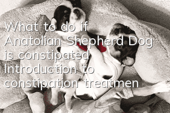 What to do if Anatolian Shepherd Dog is constipated? Introduction to constipation treatment methods