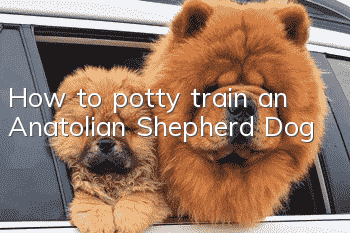 How to potty train an Anatolian Shepherd Dog