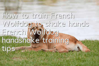 How to train French Wolfdog to shake hands French Wolfdog handshake training tips