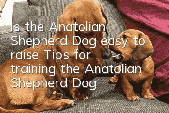Is the Anatolian Shepherd Dog easy to raise? Tips for training the Anatolian Shepherd Dog