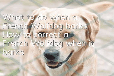What to do when a French Wolfdog barks? How to correct a French Wolfdog when it barks?