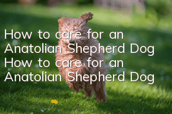 How to care for an Anatolian Shepherd Dog How to care for an Anatolian Shepherd Dog