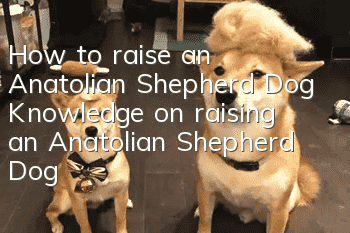 How to raise an Anatolian Shepherd Dog Knowledge on raising an Anatolian Shepherd Dog