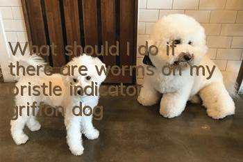 What should I do if there are worms on my bristle indicator griffon dog?