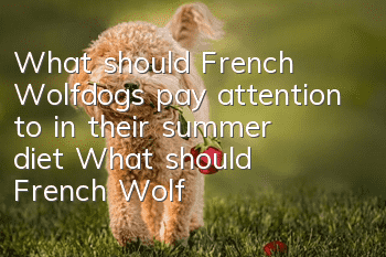 What should French Wolfdogs pay attention to in their summer diet? What should French Wolfdogs pay attention to in their summer diet?