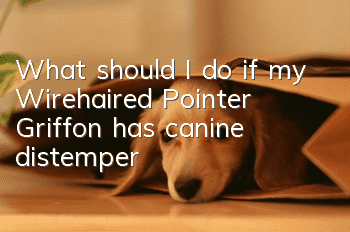 What should I do if my Wirehaired Pointer Griffon has canine distemper?