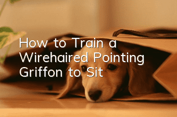 How to Train a Wirehaired Pointing Griffon to Sit