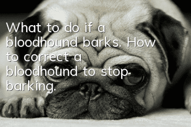 What to do if a bloodhound barks. How to correct a bloodhound to stop barking.