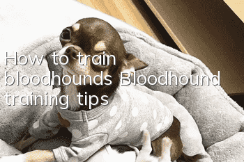 How to train bloodhounds Bloodhound training tips