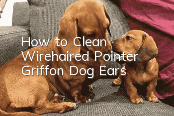 How to Clean Wirehaired Pointer Griffon Dog Ears