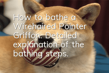 How to bathe a Wirehaired Pointer Griffon. Detailed explanation of the bathing steps.