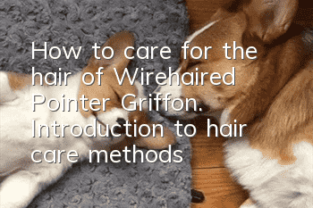 How to care for the hair of Wirehaired Pointer Griffon. Introduction to hair care methods