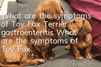 What are the symptoms of Toy Fox Terrier gastroenteritis? What are the symptoms of Toy Fox Terrier gastroenteritis? How to treat Toy Fox Terrier gastroenteritis