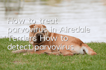 How to treat parvovirus in Airedale Terriers? How to detect parvovirus?