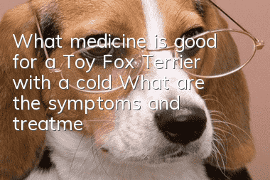 What medicine is good for a Toy Fox Terrier with a cold? What are the symptoms and treatments for a Toy Fox Terrier cold?